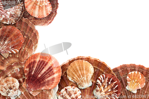 Image of Scallop Seashell Abstract Background