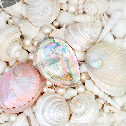 Image of Seashell Abstract Background