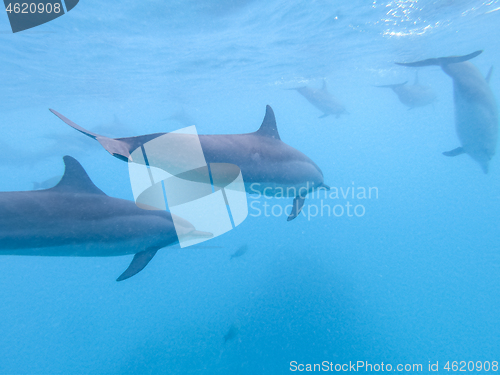 Image of Flock of dolphins playing in the blue water near Mafushi island, Maldives