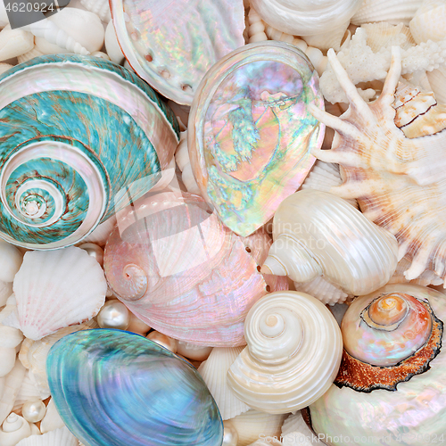 Image of Natural Seashell Beauty