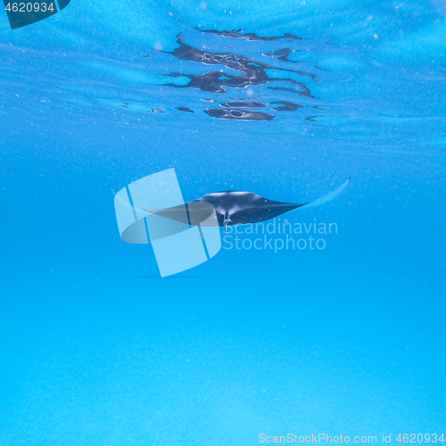 Image of Giant oceanic manta ray, Manta Birostris ,hovering in blue ocean on Maldives islands