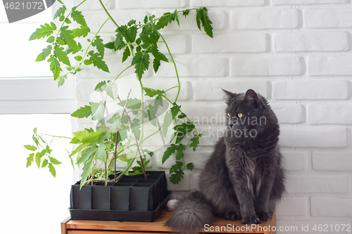 Image of The cat sits on the nightstand, next to it is a pot of seedlings