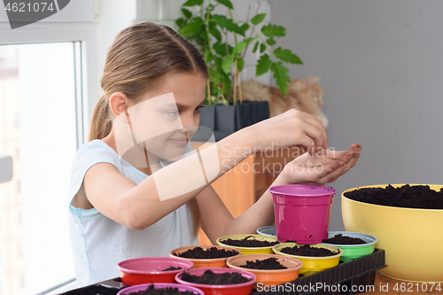 Image of Girl is planting seeds in cooked pots