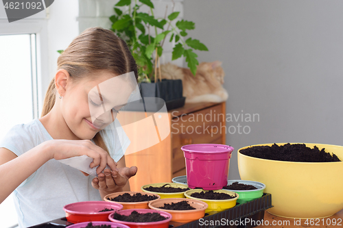 Image of The girl pours seeds from a bag in her hand for further planting