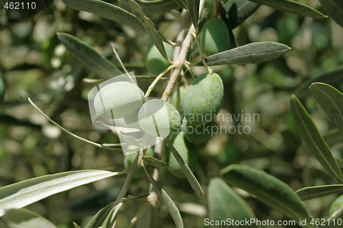 Image of Olives