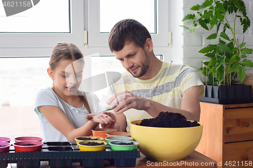 Image of Dad and daughter plant seeds in pots in spring