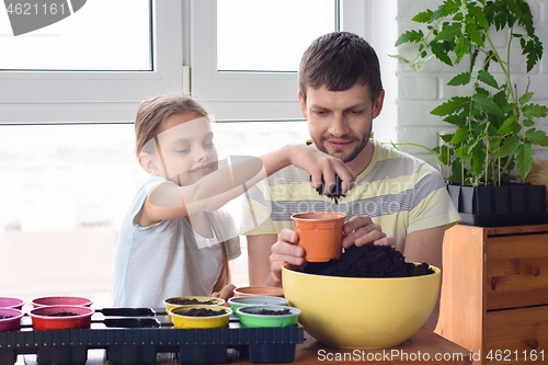 Image of Girl with dad pour earth into pots for planting plants