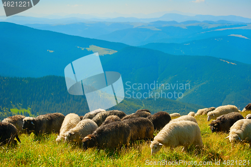 Image of Mountains sheeps pasture