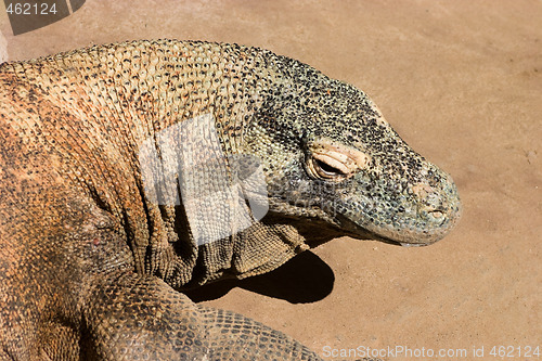 Image of Komodo Dragon