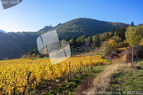 Image of a view over a vineyard at Alsace France in autumn light