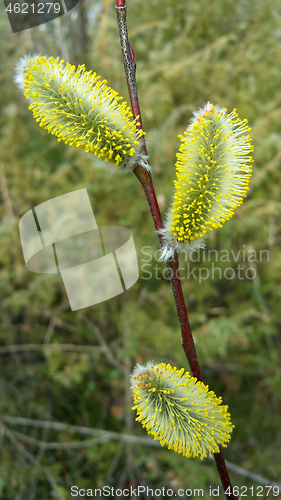 Image of pussy willow macro