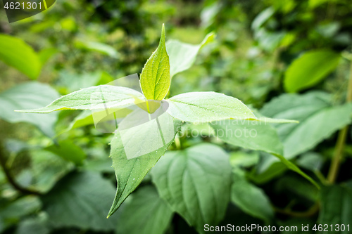Image of fresh green leaf plant background