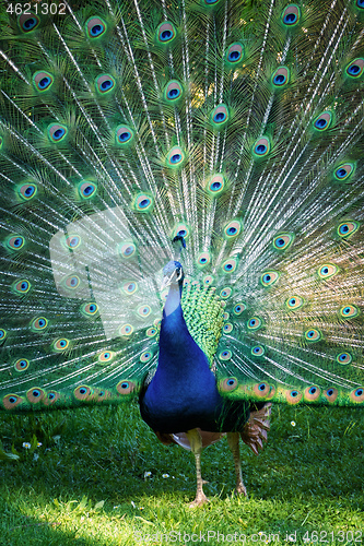 Image of a peacock showing his feathers