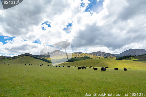 Image of Landscape scenery in south New Zealand