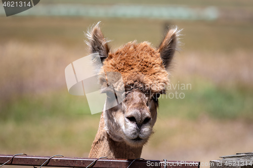 Image of Alpaca animal in New Zealand