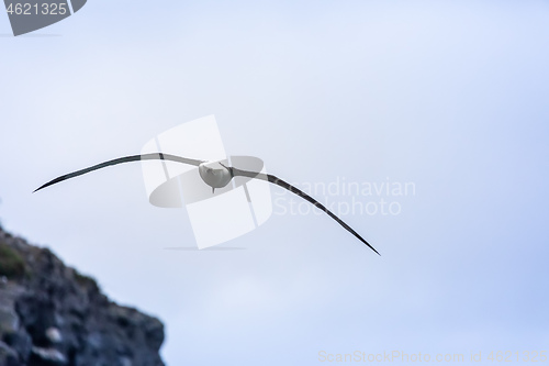 Image of Albatross bird in the sky