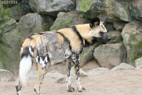 Image of Hyäne  Hyena  (Hyaenidae)  