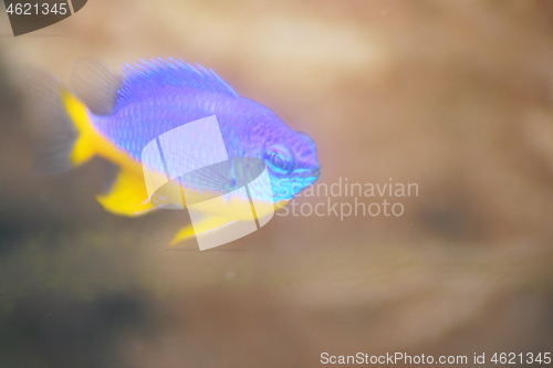 Image of neon Damselfish (Pomacentrus coelestis) 