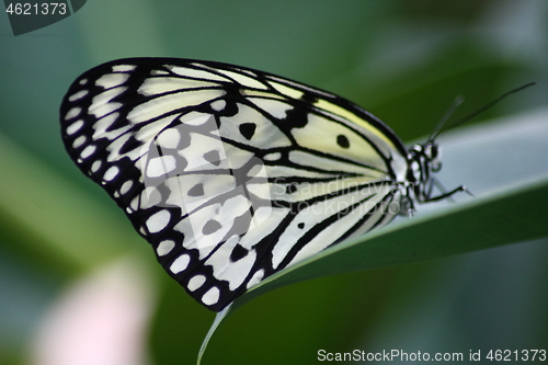 Image of butterfly