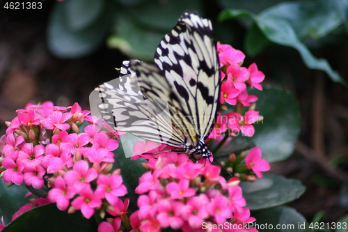 Image of butterfly