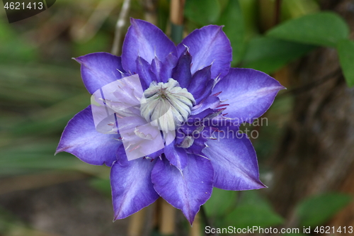 Image of clematis (Clematis) 