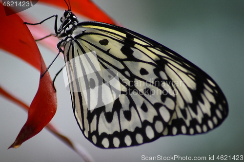 Image of butterfly