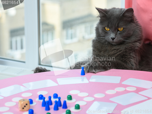 Image of Domestic cat watches as they play a board game at the table
