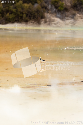 Image of Pied Stilt in New Zealand standing in water
