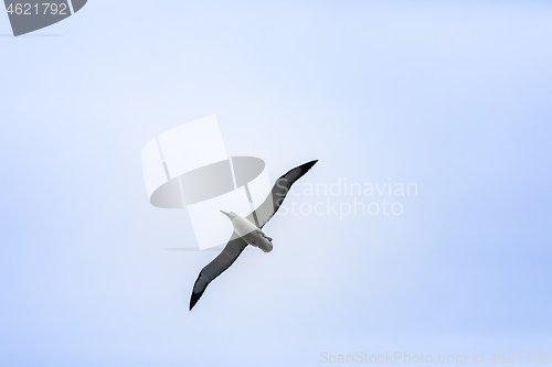 Image of Albatross bird in the sky