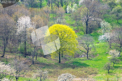 Image of green meadow with blossoming trees