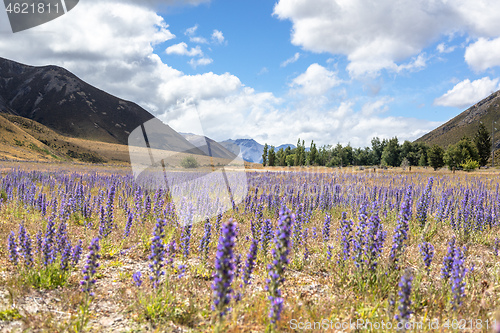 Image of Landscape scenery in south New Zealand