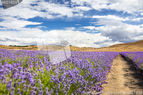 Image of lavender field in New Zealand