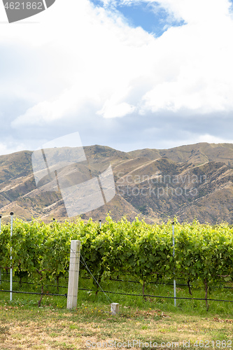 Image of Agriculture in New Zealand south island