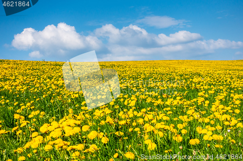 Image of a beautiful yellow dandelion meadow