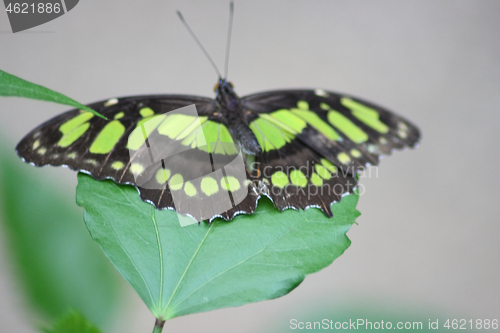 Image of butterfly