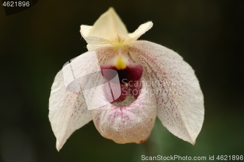 Image of aphiopedilum (Magic Lantern)