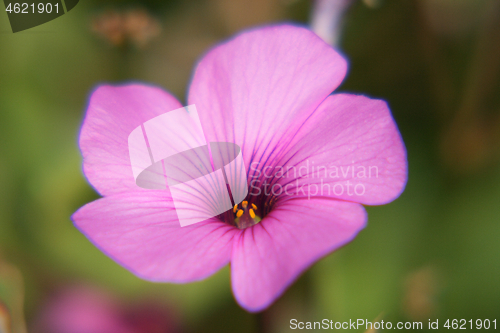 Image of petunia   (Petunia) 