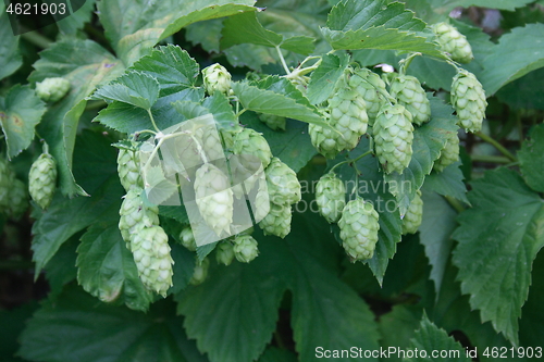 Image of hop plant (Humulus)