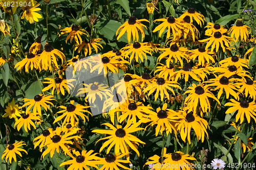 Image of cone-flower (echinacea) 