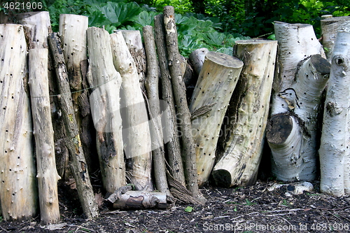 Image of tree trunks