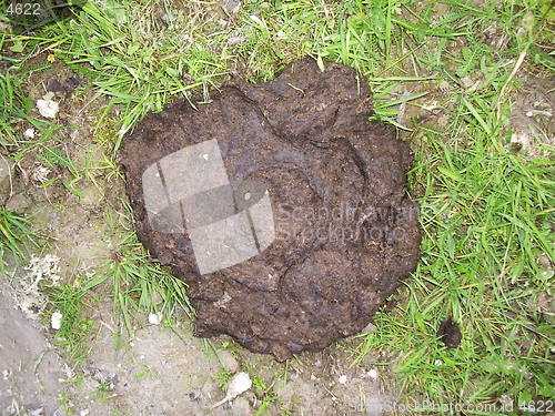 Image of Poo