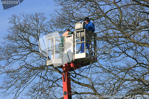 Image of tree cutting