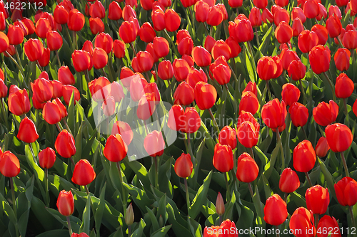 Image of Beautiful red tulips glowing on sunlight