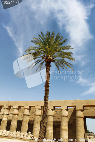 Image of Palm tree against ancient ruins in Karnak Temple, Egypt