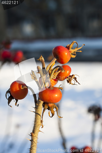 Image of Dog Rose or Rosa Canina branches with bright fruits