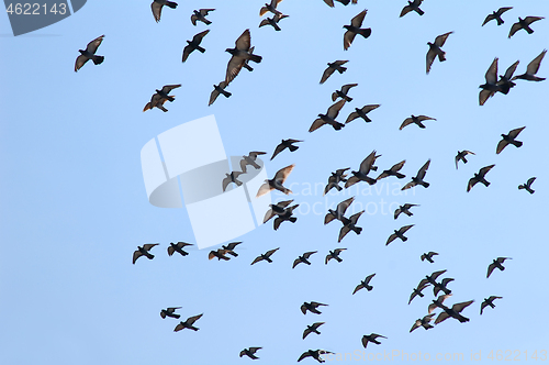 Image of Pigeons flying against clear blue sky