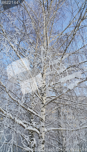 Image of Beautiful birch tree covered with snow and hoarfrost 