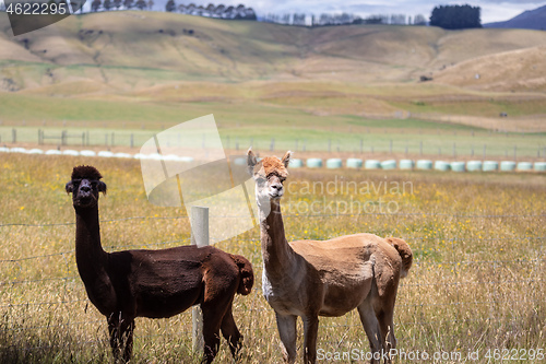 Image of Alpaca animal in New Zealand