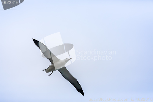 Image of Albatross bird in the sky