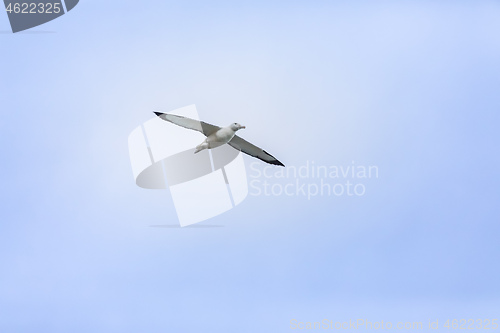 Image of Albatross bird in the sky